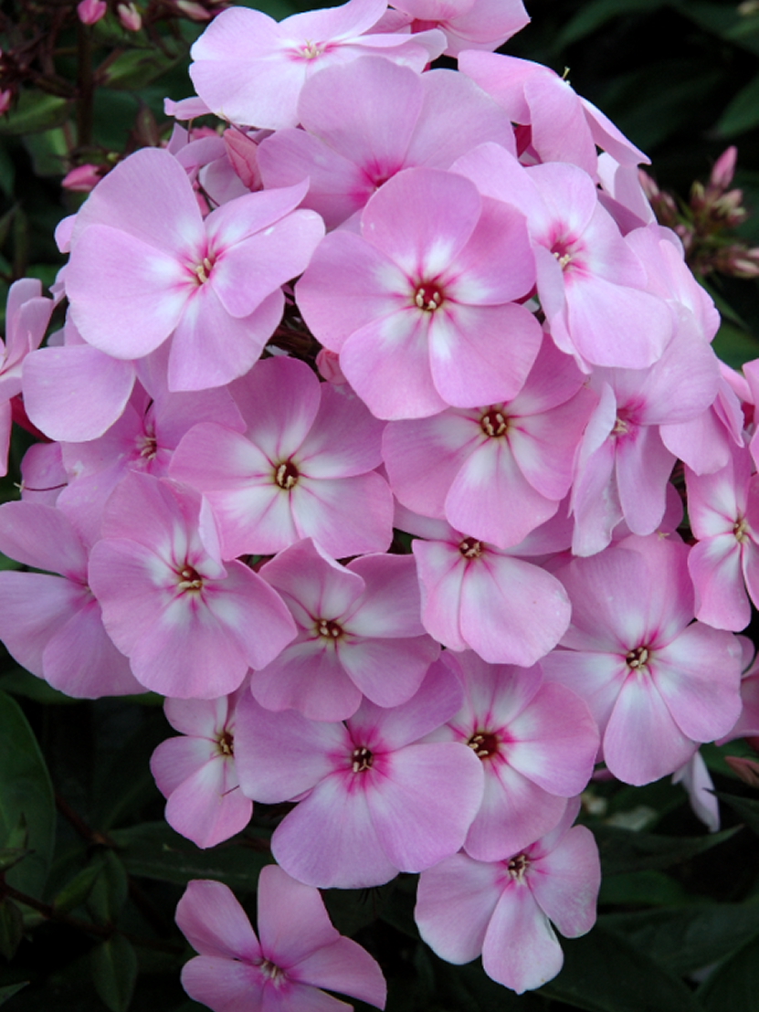 Phlox paniculata 'Sweet Dreams'